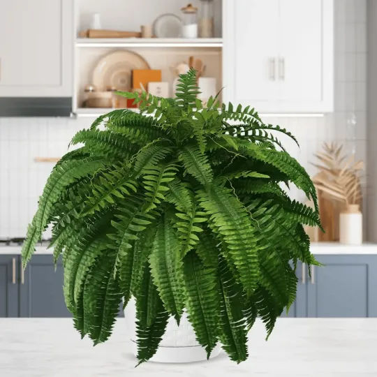 The EverFresh Boston Fern - Lush Beauty That Lasts Forever + 50% OFF - Image 10