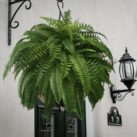The EverFresh Boston Fern - Lush Beauty That Lasts Forever + 50% OFF - Image 11