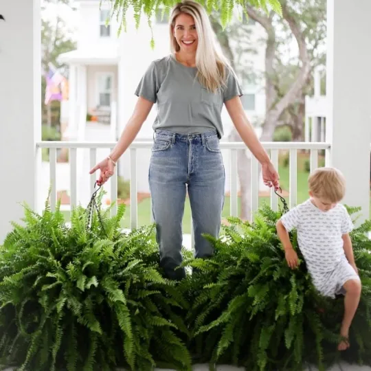 The EverFresh Boston Fern - Lush Beauty That Lasts Forever + 50% OFF - Image 3