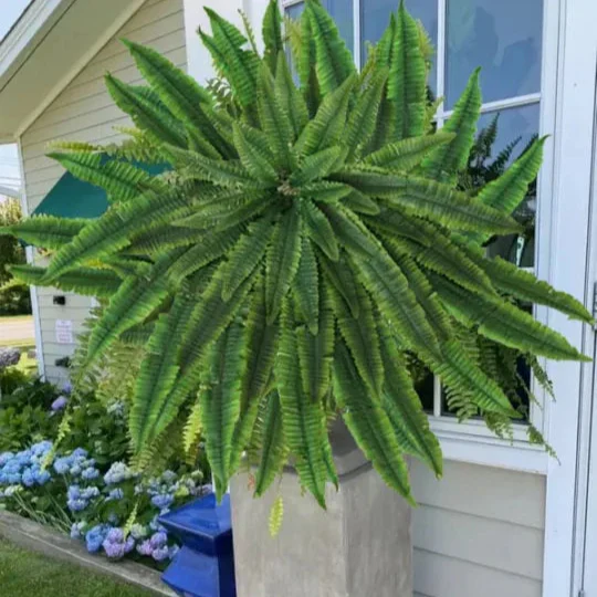 The EverFresh Boston Fern - Lush Beauty That Lasts Forever + 50% OFF - Image 8